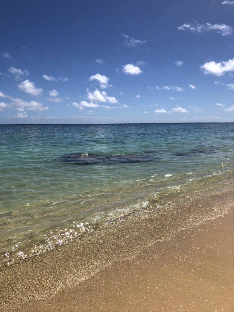 夏だ！海だ！オペアで渡米だ！